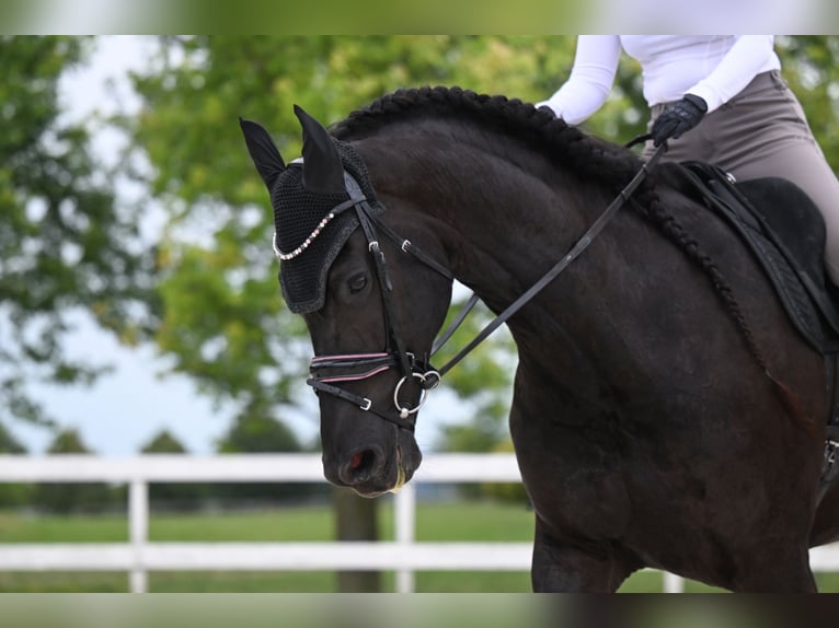 Frieserhästar Sto 6 år 173 cm Svart in Prague 4