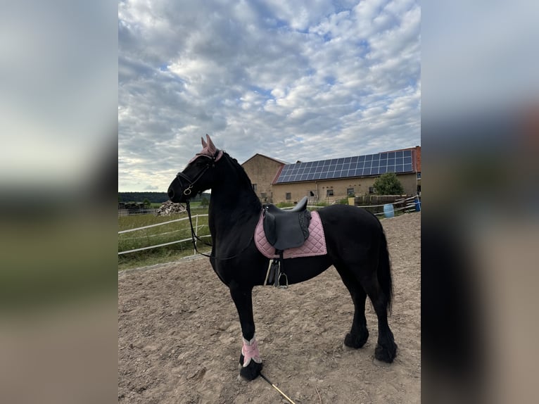 Frieserhästar Valack 12 år 165 cm Svart in Oberdachstetten