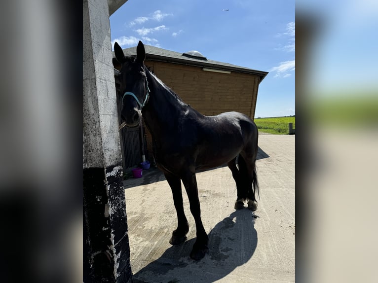 Frieserhästar Blandning Valack 13 år 171 cm Svart in Mülheim an der Ruhr