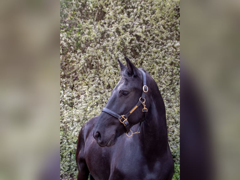 Frieserhästar Valack 14 år 163 cm Svart in Nettersheim