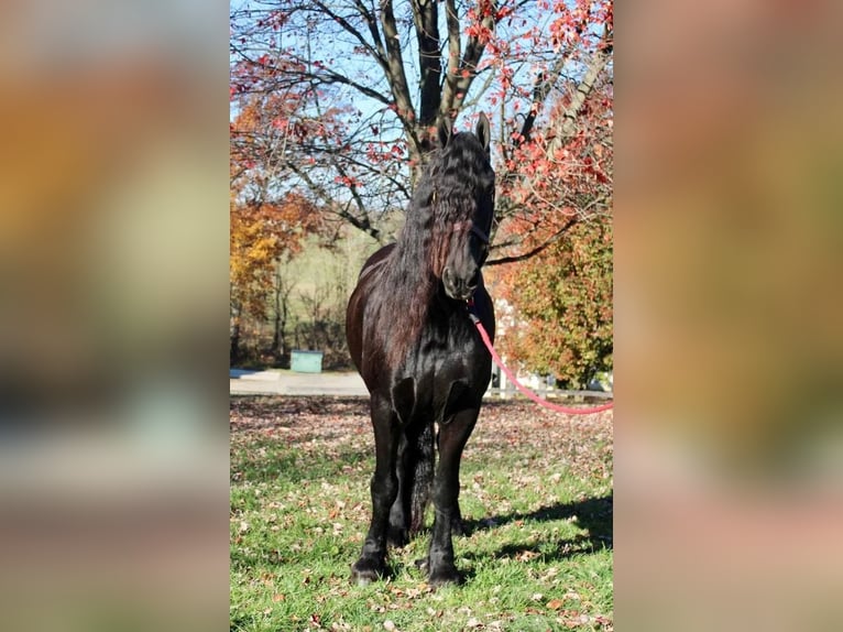 Frieserhästar Valack 14 år 168 cm Svart in Allentown, NJ
