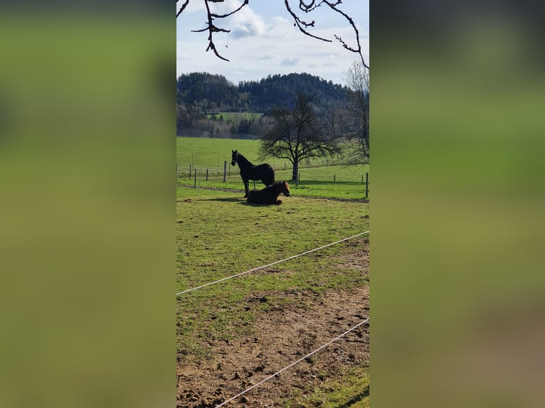 Frieserhästar Valack 14 år 170 cm Rökfärgad svart in Pierbach