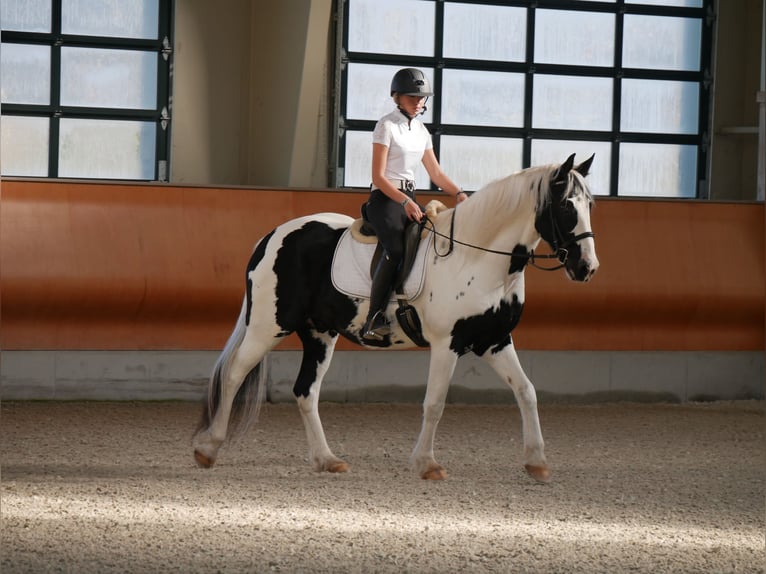 Frieserhästar Blandning Valack 15 år 163 cm in Lancaster, PA