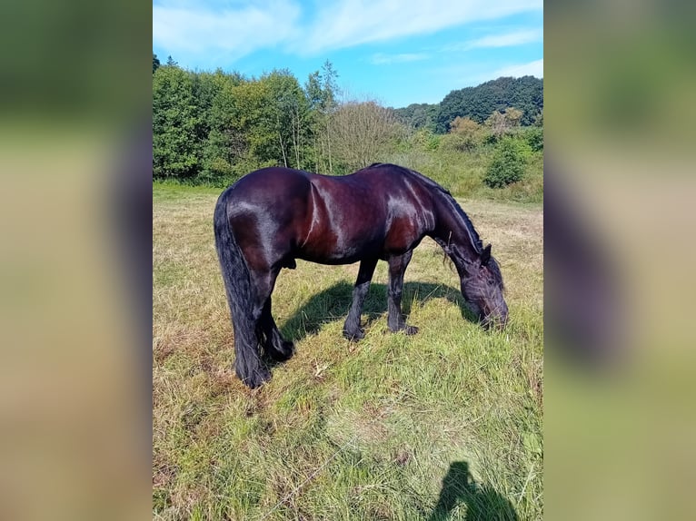 Frieserhästar Valack 18 år 158 cm Svart in Uelsen