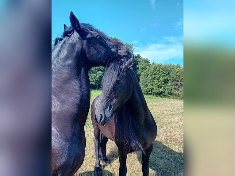 Frieserhästar Valack 18 år 158 cm Svart in Uelsen