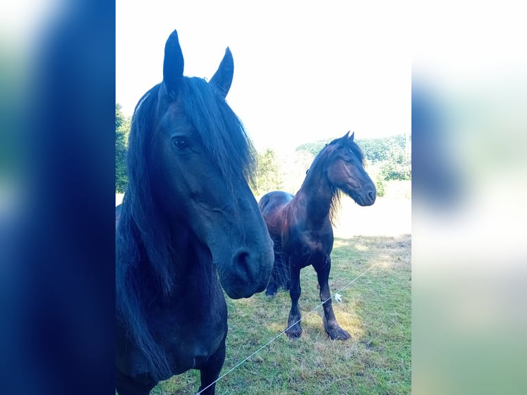 Frieserhästar Valack 18 år 158 cm Svart in Uelsen