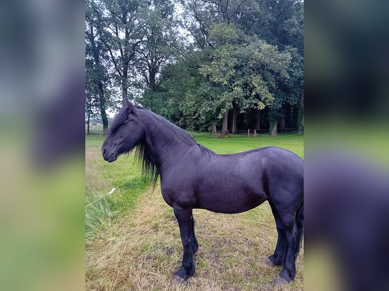 Frieserhästar Valack 18 år 158 cm Svart in Uelsen