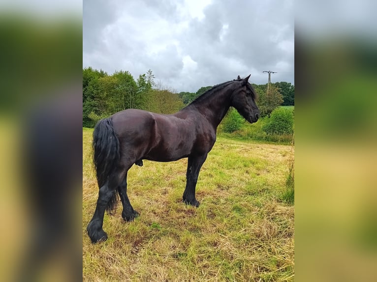 Frieserhästar Valack 18 år 158 cm Svart in Uelsen