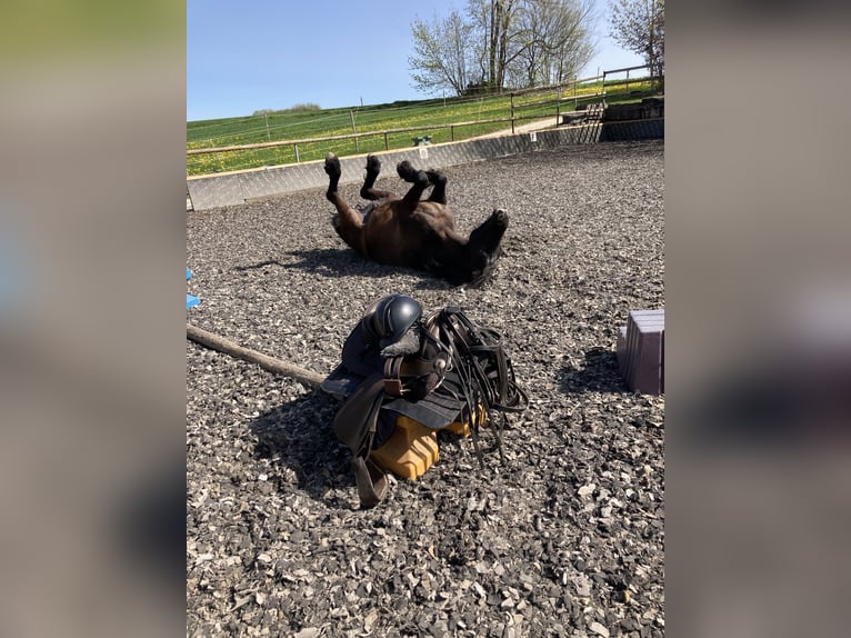 Frieserhästar Blandning Valack 19 år 154 cm Svart in Grabenstetten