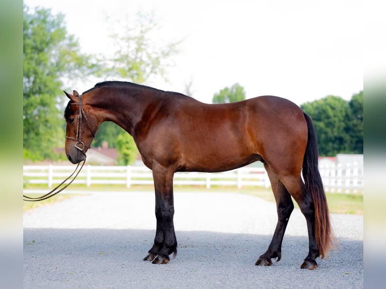 Frieserhästar Valack 3 år 147 cm Brun in Narvon, PA