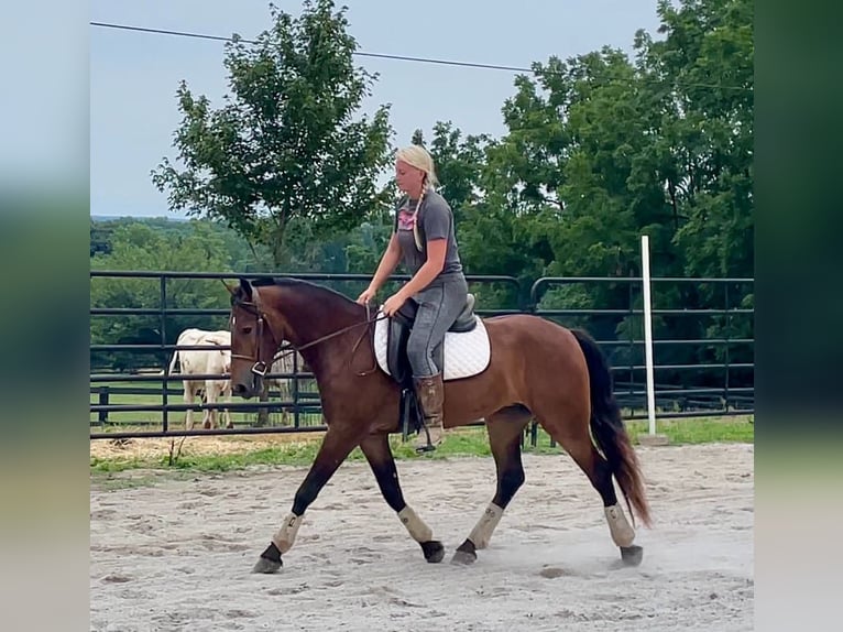 Frieserhästar Valack 3 år 147 cm Brun in Narvon, PA