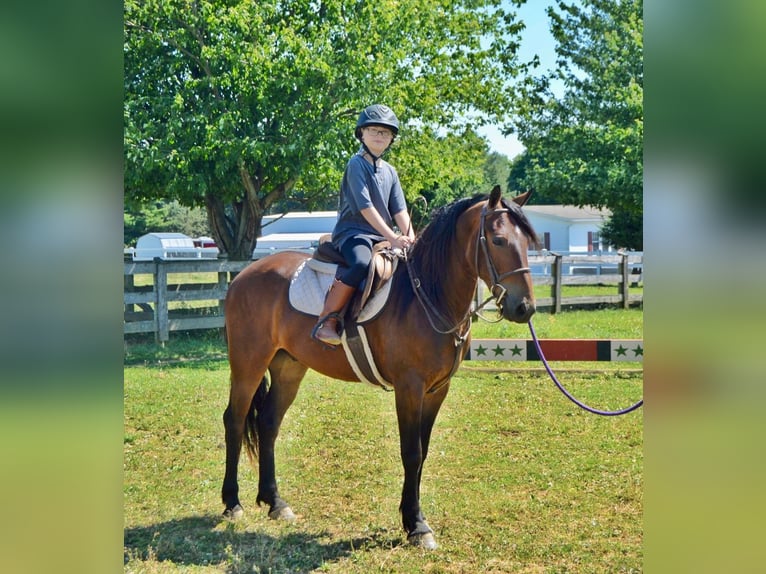 Frieserhästar Valack 3 år 147 cm Brun in Narvon, PA