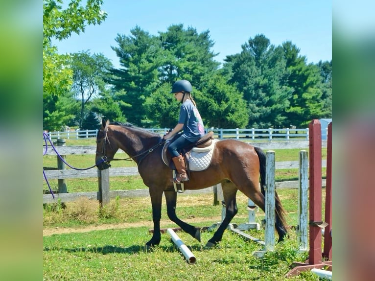 Frieserhästar Valack 3 år 147 cm Brun in Narvon, PA