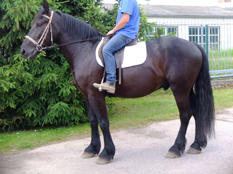 Frieserhästar Blandning Valack 3 år 165 cm Svart in Buttstädt