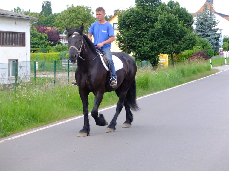 Frieserhästar Blandning Valack 3 år 165 cm Svart in Buttstädt