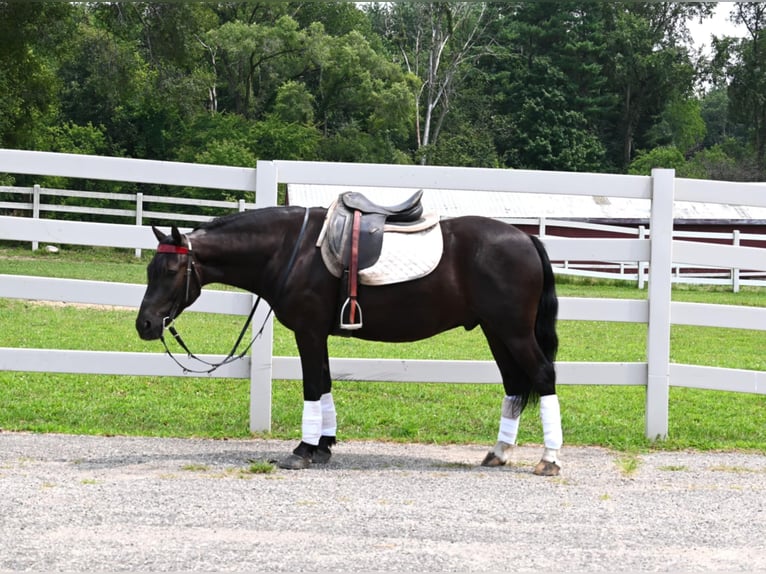 Frieserhästar Valack 4 år 137 cm Svart in Sturgis Mi