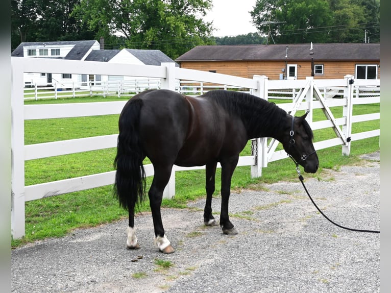 Frieserhästar Valack 4 år 137 cm Svart in Sturgis Mi