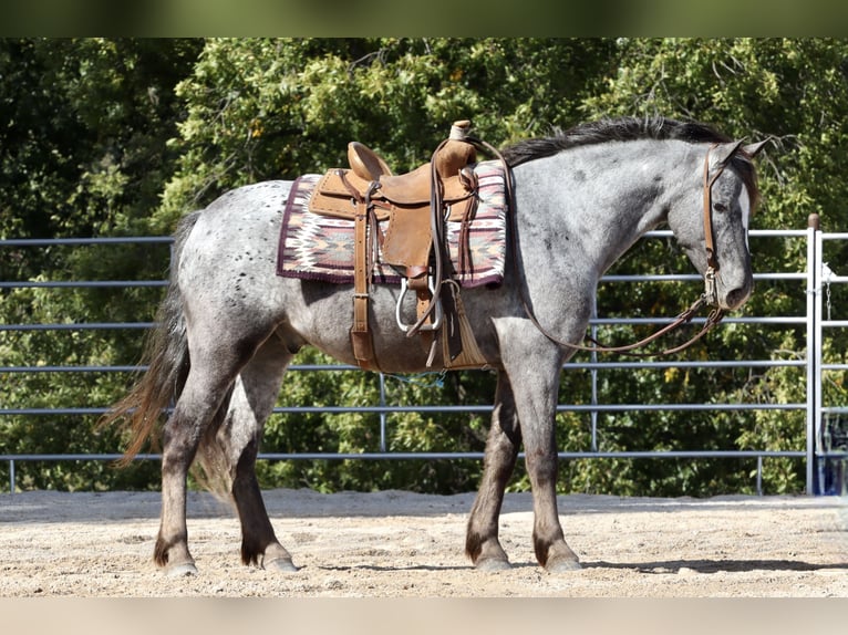 Frieserhästar Blandning Valack 4 år 140 cm in Purdy, MO