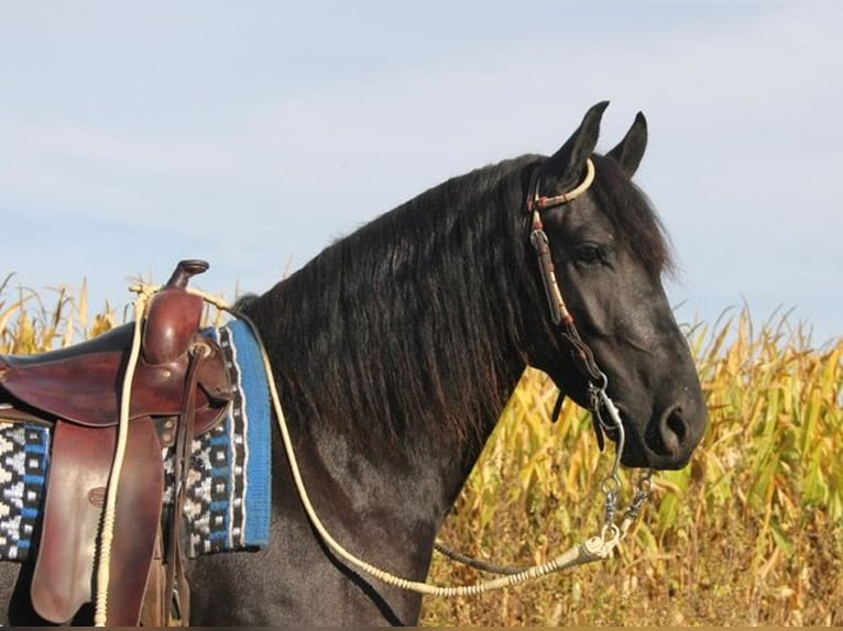 Frieserhästar Blandning Valack 4 år 150 cm Svart in Cambridge, IA