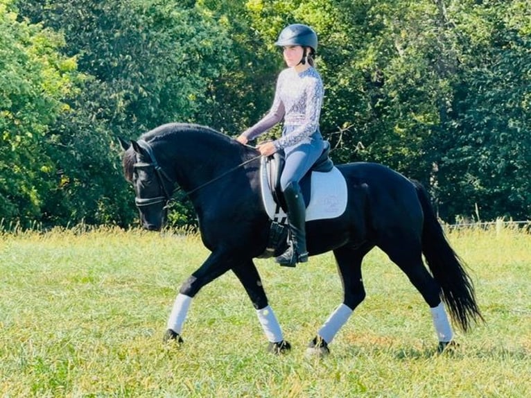 Frieserhästar Blandning Valack 4 år 150 cm Svart in Cambridge, IA