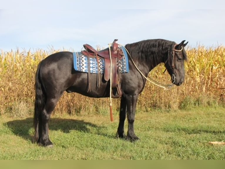 Frieserhästar Blandning Valack 4 år 150 cm Svart in Cambridge, IA