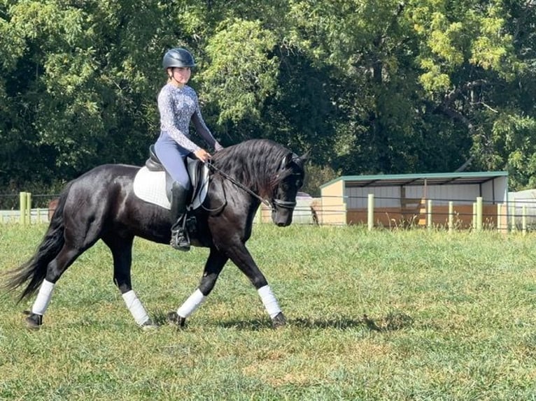 Frieserhästar Blandning Valack 4 år 150 cm Svart in Cambridge, IA