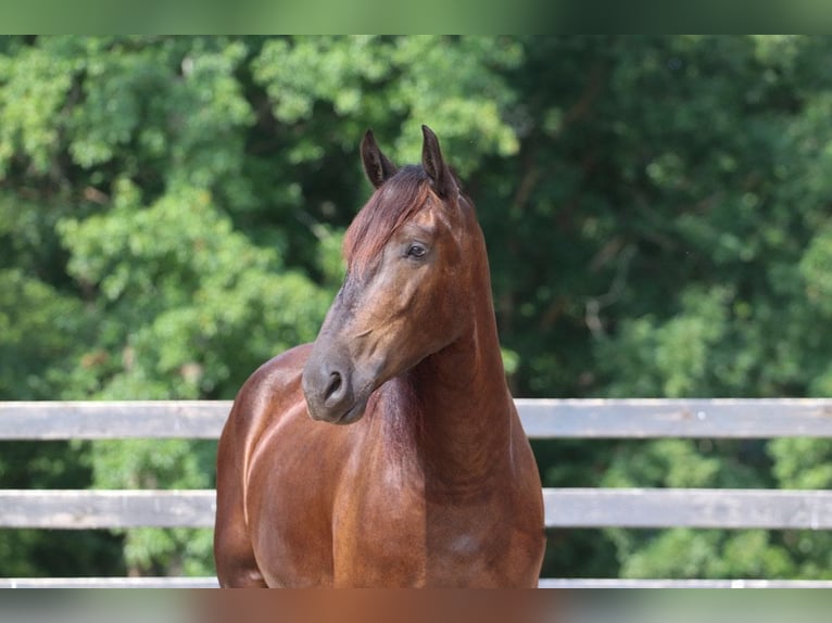 Frieserhästar Blandning Valack 4 år 163 cm Svart in Clover, SC