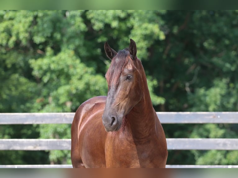 Frieserhästar Blandning Valack 4 år 163 cm Svart in Clover, SC