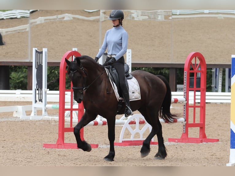 Frieserhästar Blandning Valack 4 år 163 cm Svart in Clover, SC