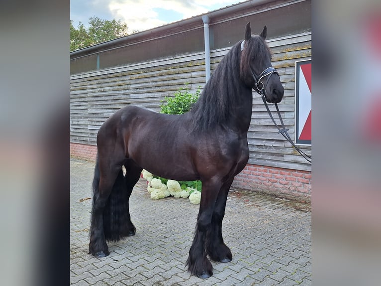 Frieserhästar Valack 4 år 165 cm Svart in Dalen