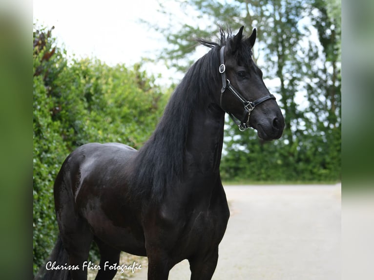 Frieserhästar Valack 4 år 167 cm Svart in Mijnsheerenland