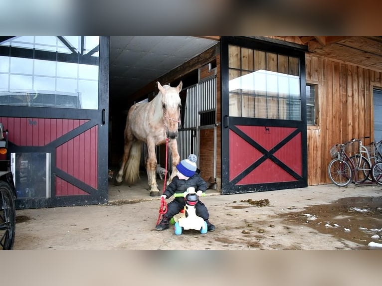 Frieserhästar Blandning Valack 4 år Palomino in Rebersburg, PA