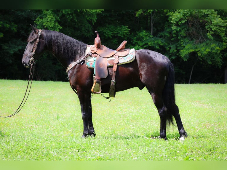 Frieserhästar Valack 5 år 152 cm Svart in Flemingsburg KY