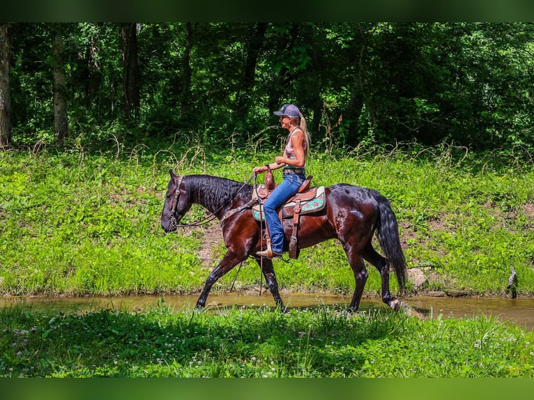 Frieserhästar Valack 5 år 152 cm Svart in Flemingsburg KY