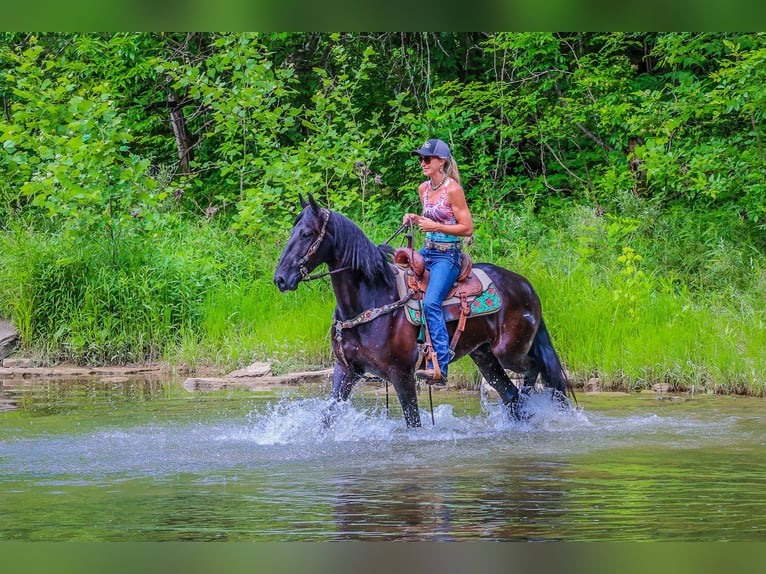 Frieserhästar Valack 5 år 152 cm Svart in Flemingsburg KY