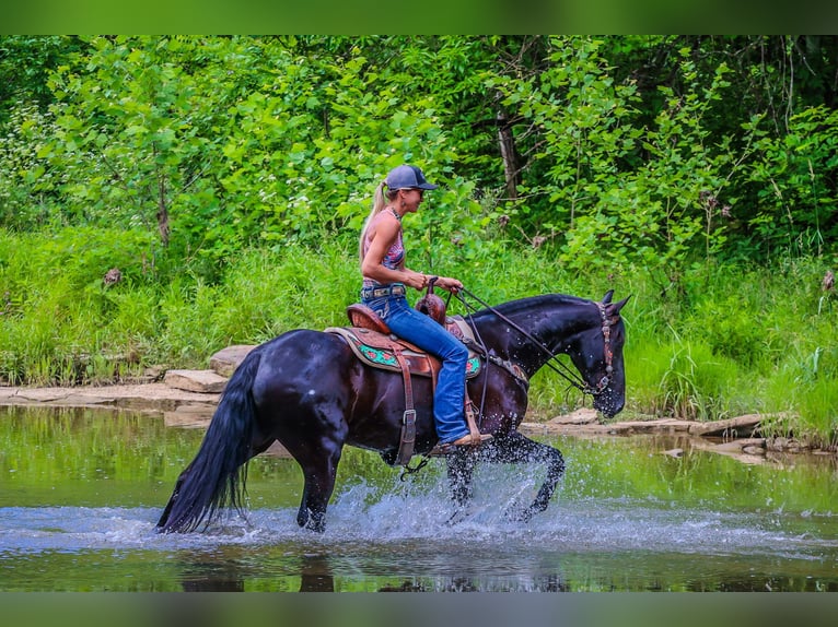 Frieserhästar Valack 5 år 152 cm Svart in Flemingsburg KY