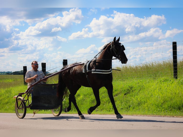 Frieserhästar Valack 5 år 152 cm Svart in Flemingsburg KY