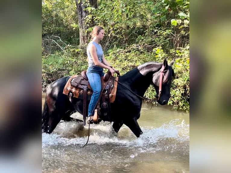 Frieserhästar Valack 5 år 152 cm Svart in Auburn, ky