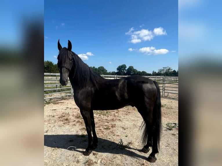 Frieserhästar Valack 5 år 152 cm Svart in Auburn, ky