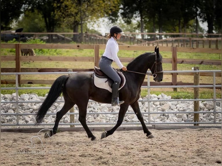 Frieserhästar Valack 5 år 152 cm Svart in Auburn, ky