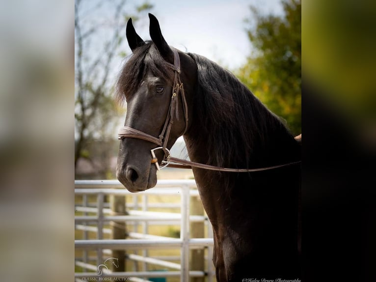 Frieserhästar Valack 5 år 152 cm Svart in Auburn, ky