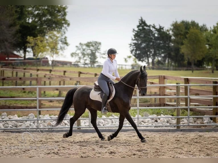 Frieserhästar Valack 5 år 152 cm Svart in Auburn, ky