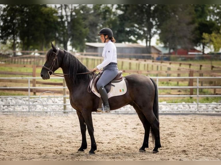 Frieserhästar Valack 5 år 152 cm Svart in Auburn, ky