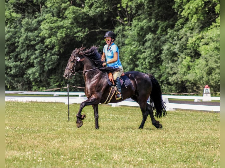 Frieserhästar Valack 5 år 152 cm Svart in Warsaw NY