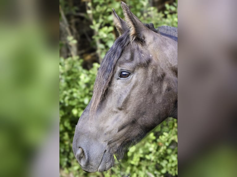 Frieserhästar Valack 5 år 152 cm Svart in Warsaw NY