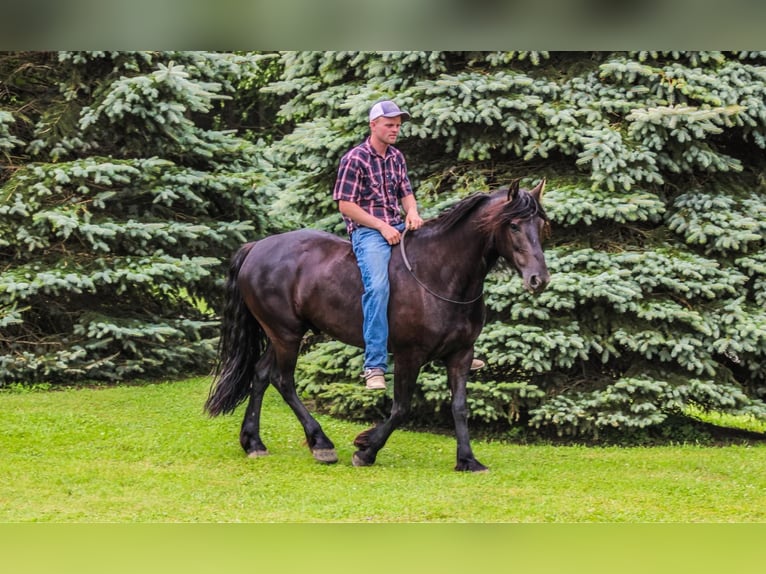 Frieserhästar Valack 5 år 152 cm Svart in Warsaw NY