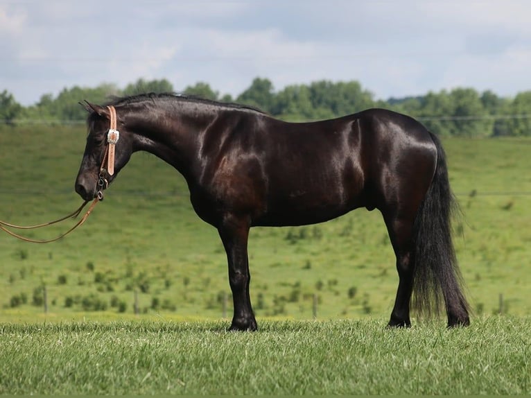 Frieserhästar Valack 5 år 155 cm Svart in Parkers Lake KY