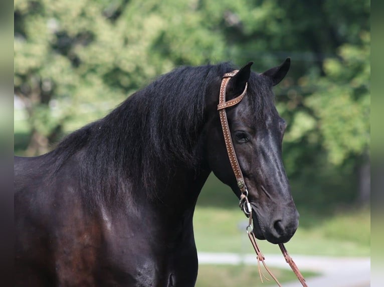 Frieserhästar Valack 5 år 155 cm Svart in Parkers Lake KY