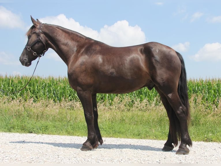 Frieserhästar Blandning Valack 5 år 155 cm Svart in Cambridge, IA