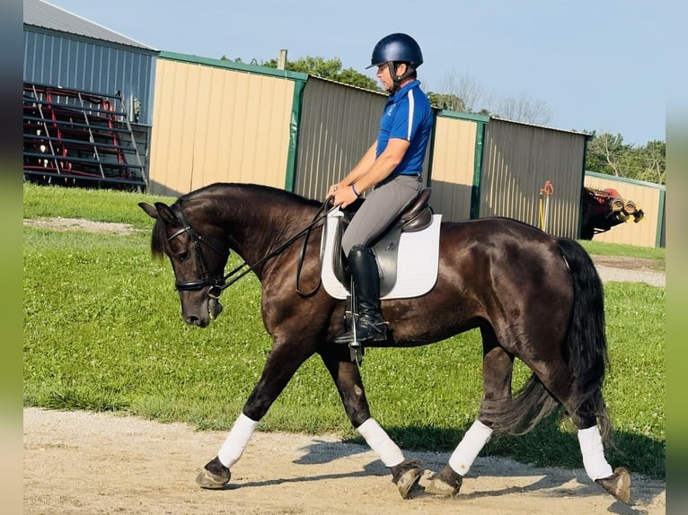 Frieserhästar Blandning Valack 5 år 155 cm Svart in Cambridge, IA